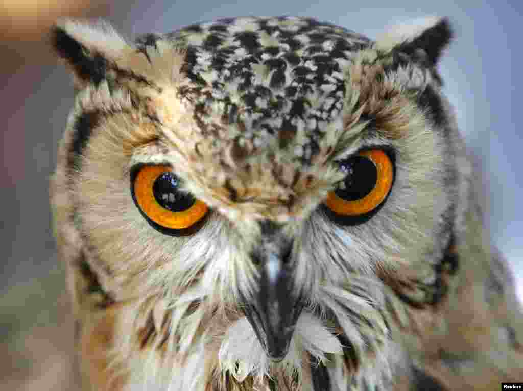 An owl rests on its perch on a display stand during the agricultural festival of Mnarja in Buskett Gardens outside the town of Rabat in central Malta.