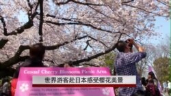 世界游客赴日本感受樱花美景