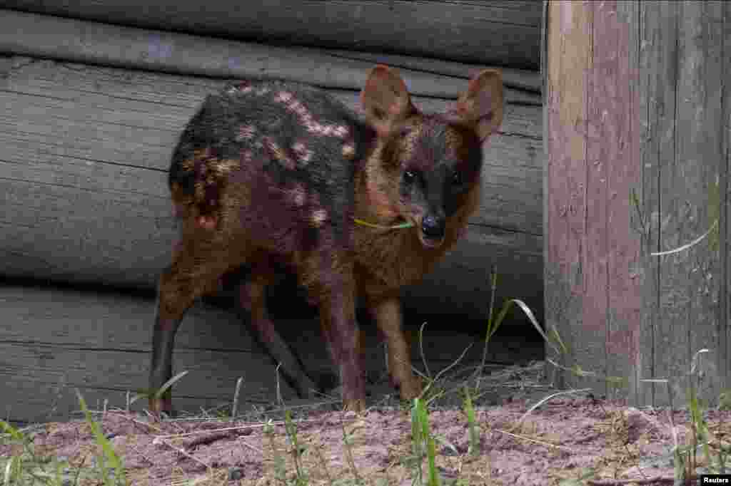 A rare pudu fawn named Lenga, born earlier this month, is seen at the Temaiken Foundation, in Buenos Aires, Argentina.