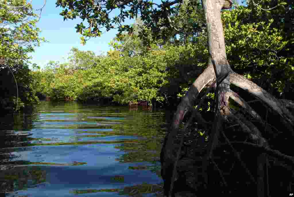 The health of the coral reef is tied to the health of other ecosystems like this mangrove in Palau. (Photo: Steve McNicholas)