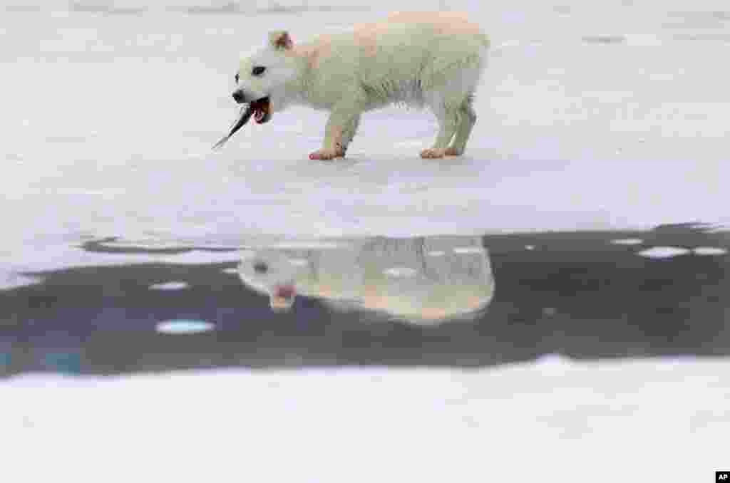 A small dog is reflected in a puddle formed by melting ice while eating a fish it snatched from a fisherman on a lake in Cimiseni, Moldova. Moldovans took advantage of the little time left before the ice becomes too thin, due to warmer than usual weather, to ice fish.