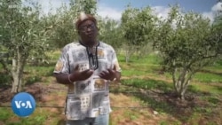 L'Afrique du Sud, du vin à l'huile d'olive : une nouvelle voie pour l'économie