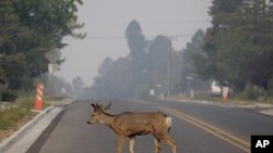 A deer crosses the street as smoke from the Las Conchas fire fills the air in Los Alamos, New Mexico, July 1, 2011.