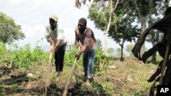 Farmers near Petit Guave, Haiti prepare the soil for planting.