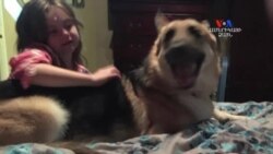 SHORT VIDEO: Հերոս շունը փրկել է աղջկա կյանքը