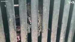 Forest Officials Capture Leopard in Western India