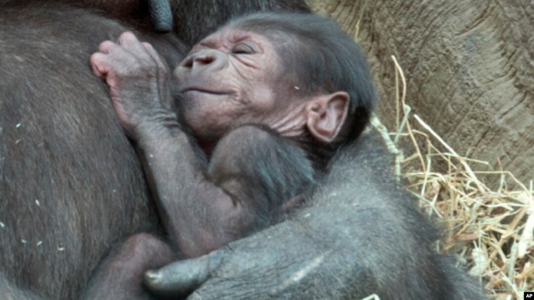 Bayi gorila di Kebun Binatang Bronx, New York (Foto:dok). Masyarakat memperoleh kesempatan melihat sekilas bayi gorila umur empat hari di Kebun Binatang San Diego, California, Selasa (30/12).