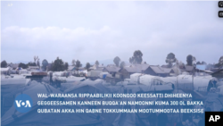 Wal-Waraansa Rippaabilikii Koongoo Keessaaan Namoonni Kuma 300 Ol Buqqa'anii Baka Qubatan Dhabuu Tokkummaan Mootummootaa Beeksise 