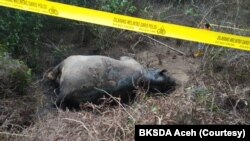 Seekor gajah Sumatera ditemukan mati di Gampong Seumanah Jaya, Kecamatan Ranto Peureulak, Kabupaten Aceh Timur, Provinsi Aceh, Kamis 21 November 2019. (Foto: Courtesy/BKSDA Aceh)