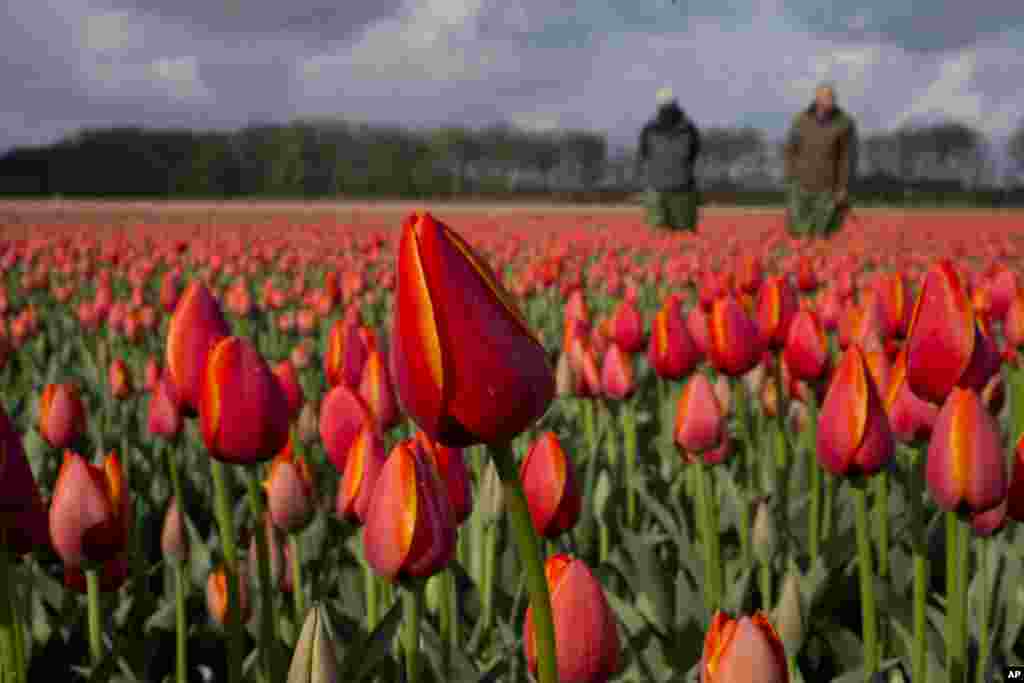 Tulip farmers look for weeds in a field of tulips near the city of Noordwijkerhout, western Netherlands.