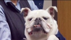 Kiat Sukses di Amerika (Bagian 4) - Warung VOA