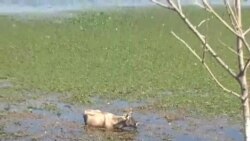 Gjendja e Liqenit të Shkodrës