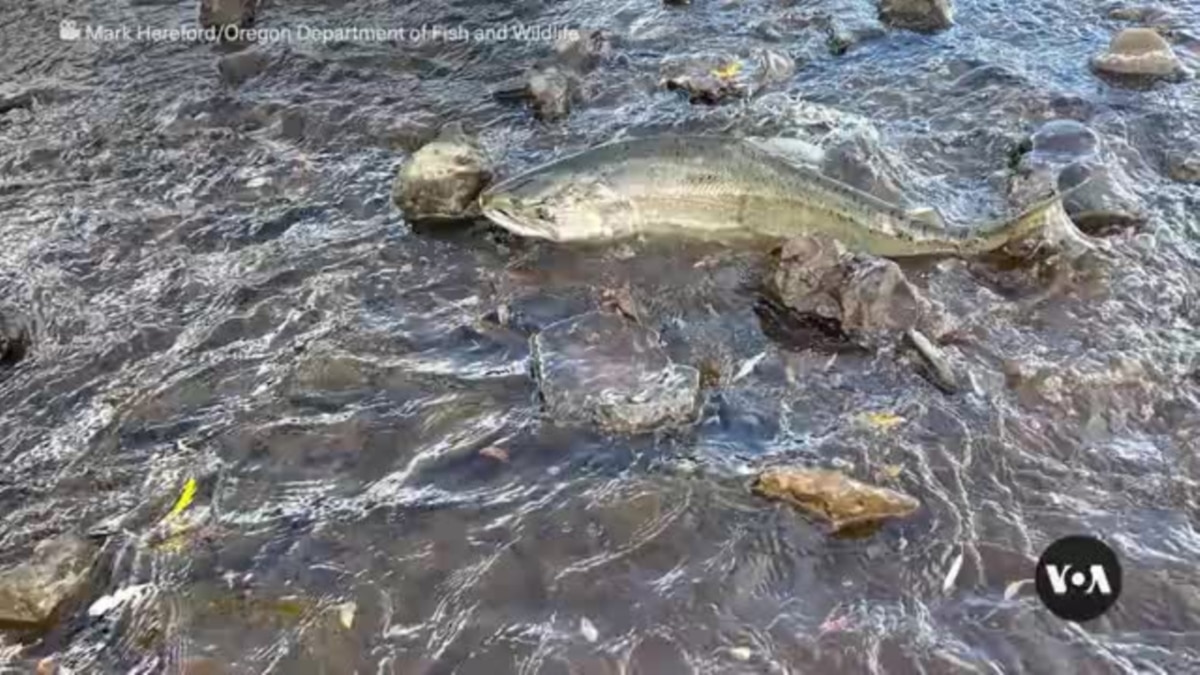 First salmon in century reach Oregon's Klamath Basin after dam removal