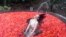 Seorang peserta, berendam di air yang penuh cabe merah, ambil bagian dalam lomba makan cabai di pemandian air panas di Yichun, Jiangxi, China.