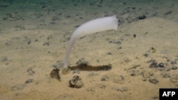 FILE - A glass sponge from the Euplectellidae family is photographed during an expedition to the Clarion-Clipperton Zone, in this image made available by the National Oceanography Centre on July 24, 2023. Environmentalists say the seabed is rich with life.