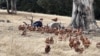 Suasana di peternakan ayam "Rise and Shine Pastured Eggs" di Finniss, Australia Selatan. (Facebook/Rise and Shine Pastured Eggs)