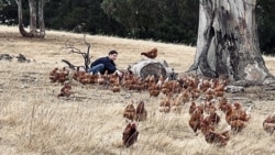 Suasana di peternakan ayam "Rise and Shine Pastured Eggs" di Finniss, Australia Selatan. (Facebook/Rise and Shine Pastured Eggs)