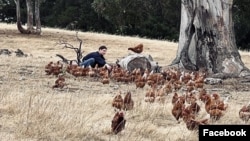 Suasana di peternakan ayam "Rise and Shine Pastured Eggs" di Finniss, Australia Selatan. (Facebook/Rise and Shine Pastured Eggs)