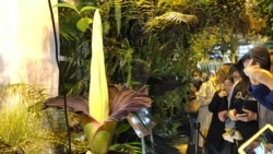 Para pengunjung antre untuk melihat bunga Titan Arum Sumatera, atau bunga bangkai, yang mekar hanya beberapa jam saja dan mengeluarkan bau busuk (foto: dok). 