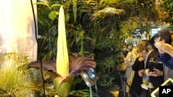 Para pengunjung antre untuk melihat bunga Titan Arum Sumatera, atau bunga bangkai, yang mekar hanya beberapa jam saja dan mengeluarkan bau busuk (foto: dok). 