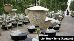 Melon Jepang di Mono Farm di Putrajaya, Malaysia, 8 April 2021. (Foto: REUTERS/Lim Huey Teng)