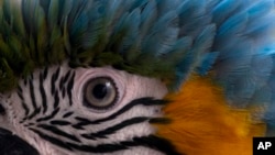 A macaw stands in the window ledge of apartment, waiting to be fed by the apartment owner, in Caracas, Venezuela.