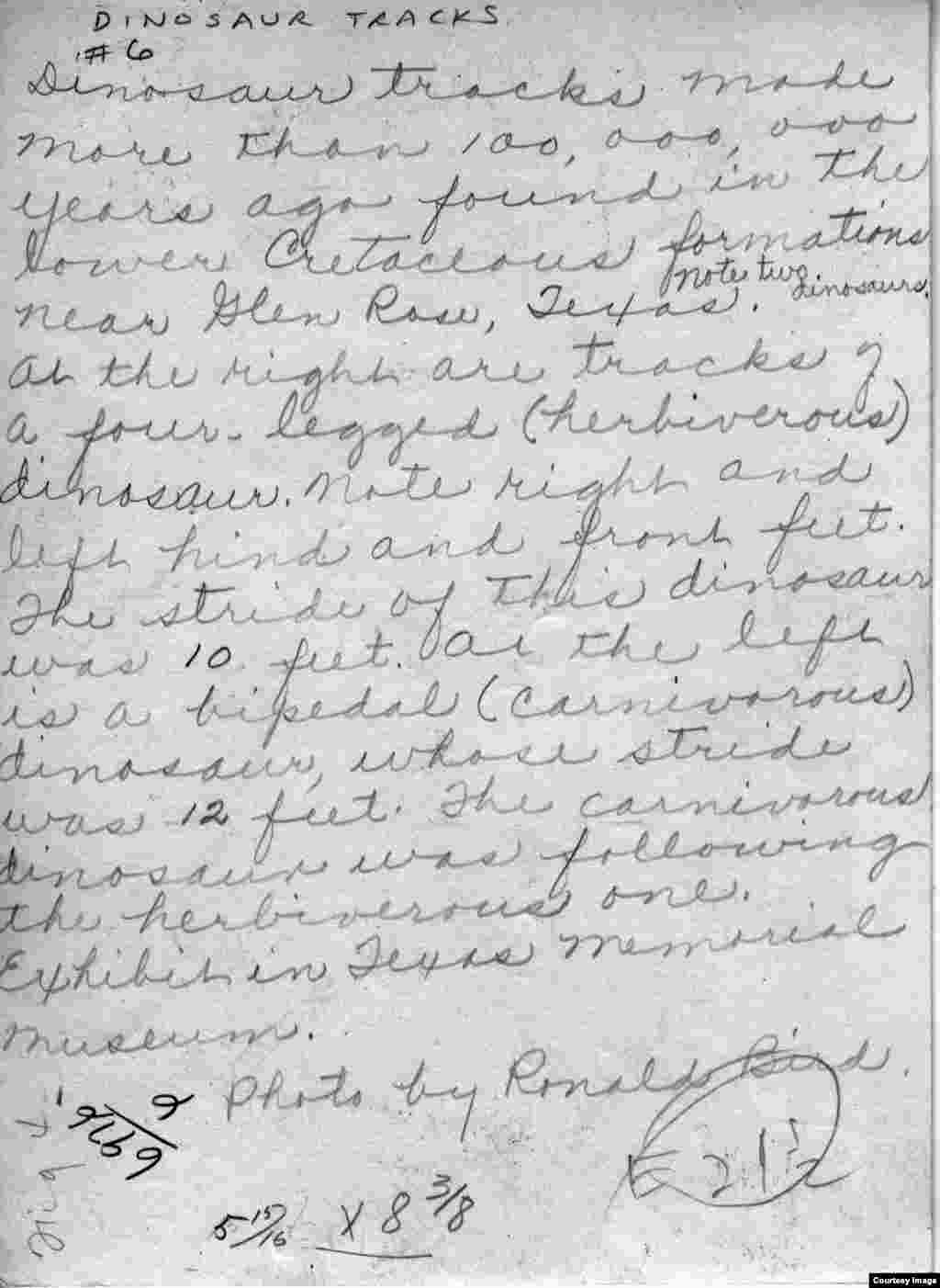 Tulisan tangan ahli paleontologi Amerika Roland T. Bird mencatat jejak-jejak dinosaurus dari penggalian 1940.(R.T. Bird dari koleksi Laboratorium Paleontologi Vertebrata, University of Texas di Austin)