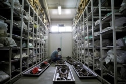 FILE - A forensic anthropologist of the International Commission on Missing Persons (ICMP) works to identify the remains of a victim of the Srebrenica massacre, at the ICMP center near Tuzla, Bosnia and Herzegovina, July 6, 2016.