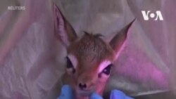 Антилопа дикдик