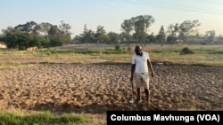 A man weeds with a hoe at his farm just outside Harare on Feb. 12, 2025. That has been the norm since most experienced commercial farmers were driven off their land by the government.