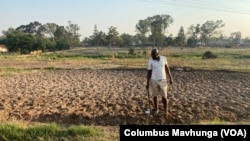 A man weeds with a hoe at his farm just outside Harare on Feb. 12, 2025. Using hand tools has been the norm since most experienced commercial farmers were driven off their land by the government.