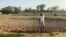 A man weeds with a hoe at his farm just outside Harare on Feb. 12, 2025. Using hand tools has been the norm since most experienced commercial farmers were driven off their land by the government.