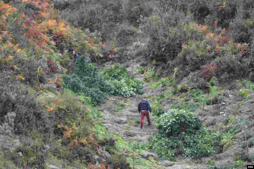 Ilegal Marijuana in Southern Albania