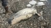 US Biologists Eye Unusual Deaths of Alaska Seals