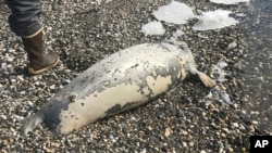 FILE - A dead seal is found on a beach near Kotzebue, Alaska, in this May 24, 2019, photo provided by the National Park Service.