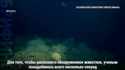 Редкий глубоководный осьминог попал в объективы