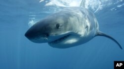 FILE - In this undated file publicity image provided by Discovery Channel, a great white shark swims near Guadalupe Island off the coast of Mexico. 