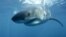 FILE - A great white shark swims near Guadalupe Island off the coast of Mexico. 