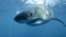 FILE - A great white shark is believed to be responsible for the death of an Australian surfer in September 2020.
