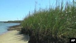 Scientists Struggle to Protect Chesapeake Bay Shoreline