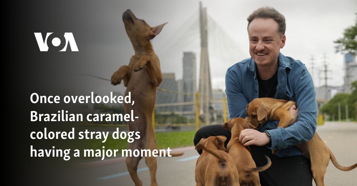 Once overlooked, Brazilian caramel-colored stray dogs having a major moment