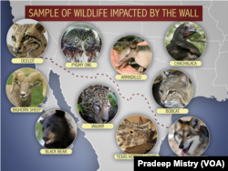 Muestra de animales silvestres que serían afectados por la construcción de un muro en la frontera con México.