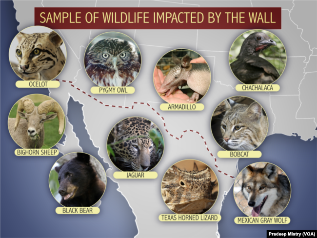 Muestra de animales silvestres que serían afectados por la construcción de un muro en la frontera con México.