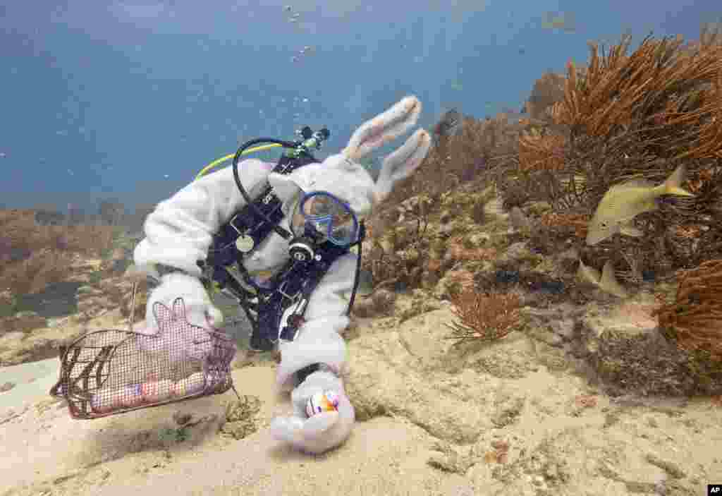 Spencer Slate, berpakaian selam ala kelinci Paskah, meletakkan telur-telur rebus di dasar laut di Taman Laut Florida, AS (18/4).