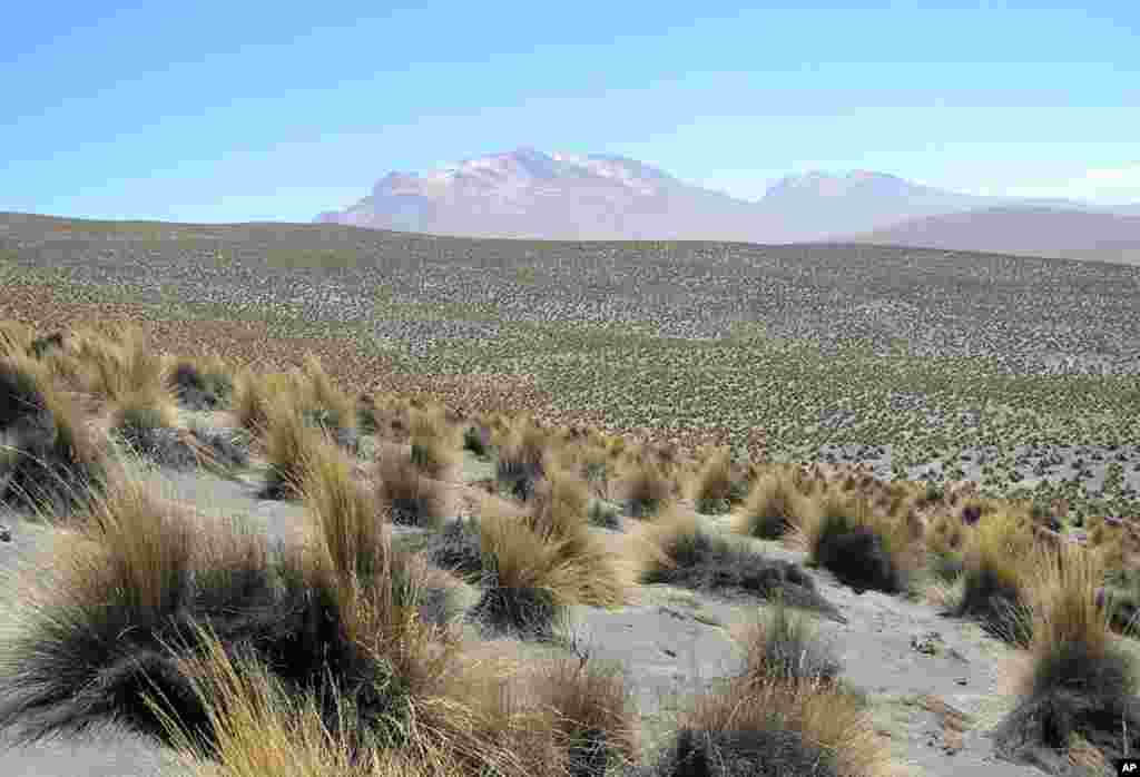 Festuca orthophylla grassland in the high Andes of south Peru (Reserva Nacional de Salinas y Aguada Blanca). (Photo: Jorge Monerris)