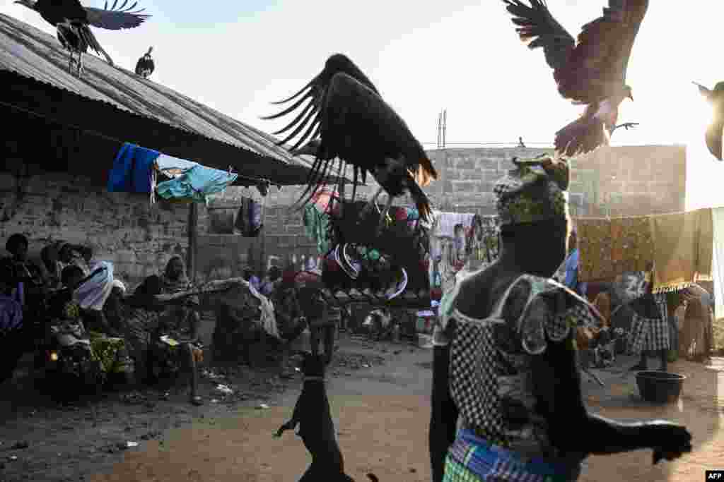 Hooded vultures are chased away by a dog as they look for scraps after a family slaughtered a cow at a funeral celebration in Bissau, Guinea-Bissau, Nov. 26, 2019.