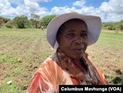 Farmer Viola Thwamba says she doesn't have an irrigation system for her corn, but for 12 years now collects dry leaves and crop stubble, once her crops germinate she mulches to keep moisture in case of dry spells.