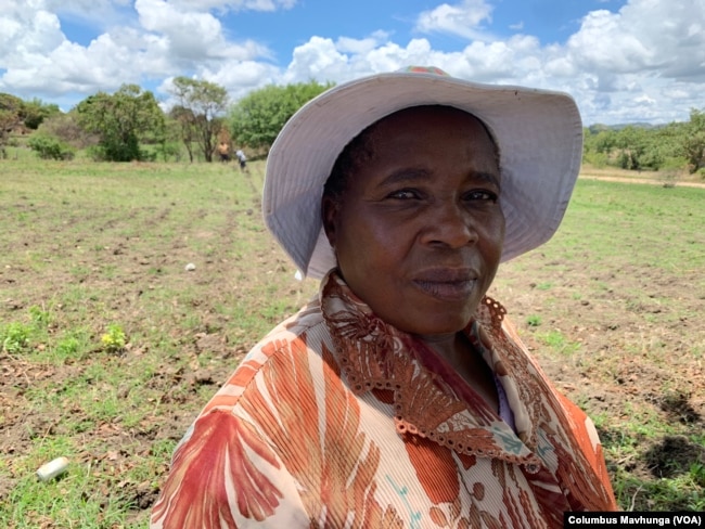 Farmer Viola Thwamba says she doesn't have an irrigation system for her corn, but for 12 years now collects dry leaves and crop stubble, once her crops germinate she mulches to keep moisture in case of dry spells.