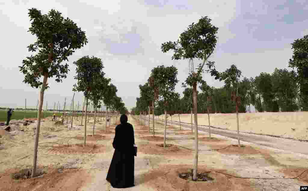 A woman looks at trees planted at the Supreme Committee for Delivery and Legacy Tree Nursery in Doha, Qatar.