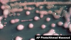 Một dạng vi khuẩn CRE bacteria, đôi lúc được gọi là “vi khuẩn ác mông,” có thể chống lại gần như mọi loại thuốc kháng sinh, bị coi là thủ phạm gây ra 600 ca tử vong hàng năm.